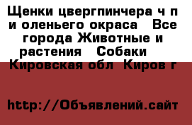 Щенки цвергпинчера ч/п и оленьего окраса - Все города Животные и растения » Собаки   . Кировская обл.,Киров г.